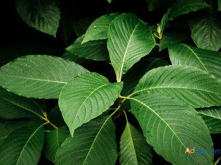 Buy Kratom Online