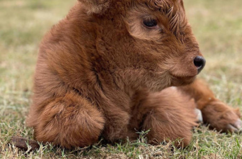 buy-scottish-fluffy-miniature-highland-calves-and-calves-2500-big-1