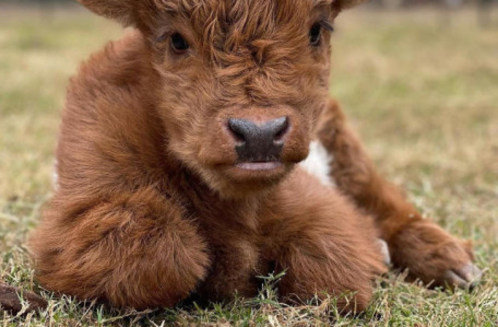 buy-scottish-fluffy-miniature-highland-calves-and-calves-2500-big-0