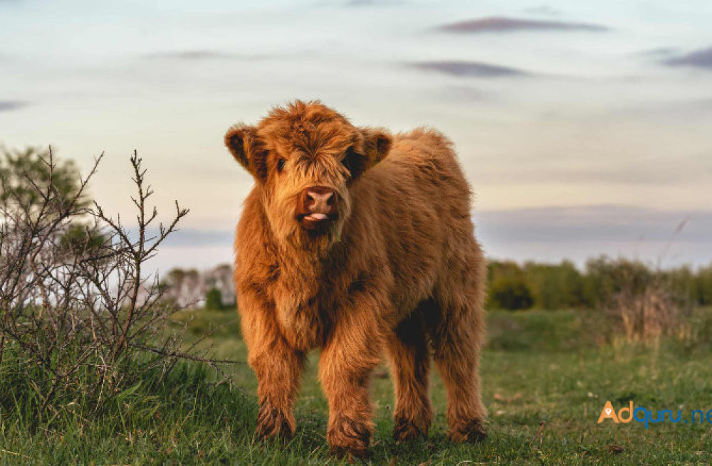 buy-scottish-fluffy-miniature-highland-calves-and-calves-2500-big-2