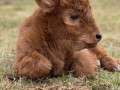 buy-scottish-fluffy-miniature-highland-calves-and-calves-2500-small-1