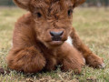 buy-scottish-fluffy-miniature-highland-calves-and-calves-2500-small-0