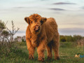 buy-scottish-fluffy-miniature-highland-calves-and-calves-2500-small-2