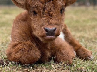 Buy Scottish Fluffy Miniature Highland Calves and Calves ($2500)