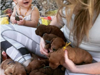 Family Raised Doodles California