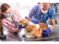 premier-animal-hospital-in-palm-beach-county-small-0