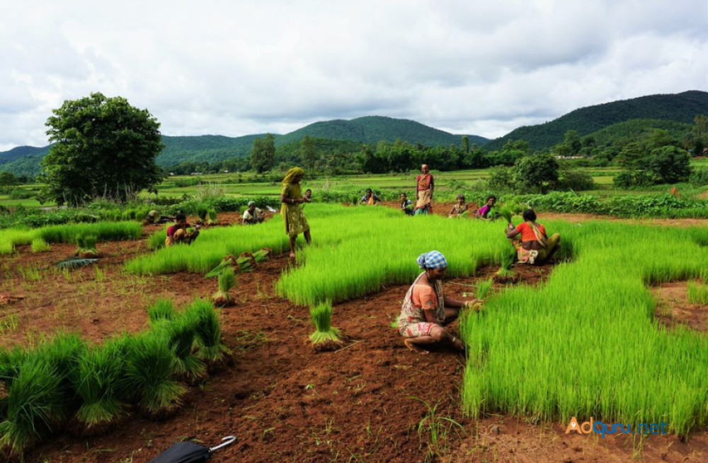 fpo-platform-unlocking-the-power-of-collective-farming-in-india-big-0