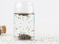 can-chia-seed-water-support-you-lose-weight-small-0