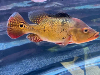 Buy Goldfish Fish Online