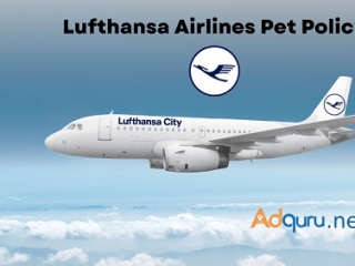 Lufthansa Pet Policy Get Guidance at Golden Air Wings