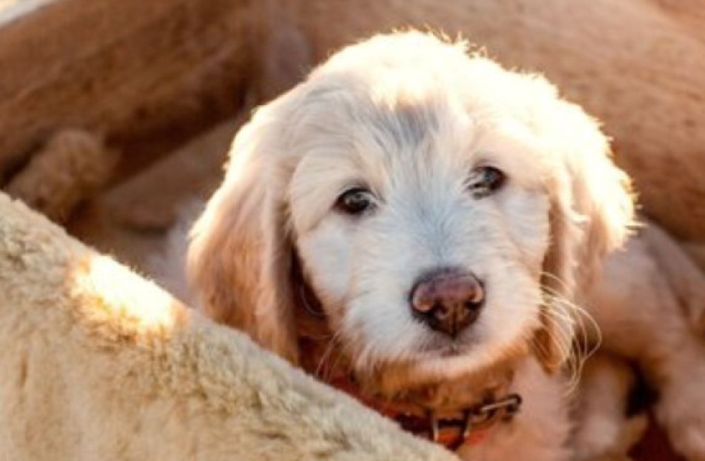 san-diego-goldendoodle-big-0