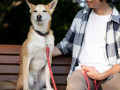 hands-free-dog-leashes-for-large-dogs-small-0