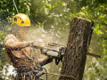 tree-service-in-apopka-small-0