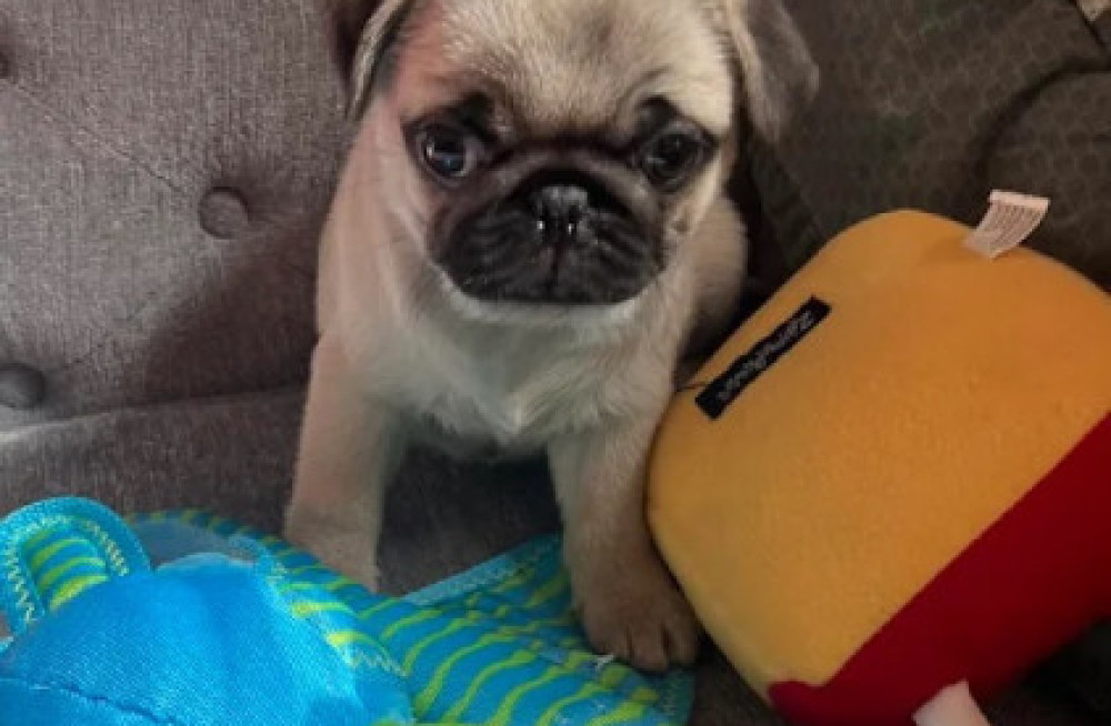 beautiful-pug-puppies-for-rehoming-big-1