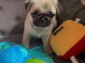 beautiful-pug-puppies-for-rehoming-small-1