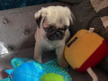 beautiful-pug-puppies-for-rehoming-small-3