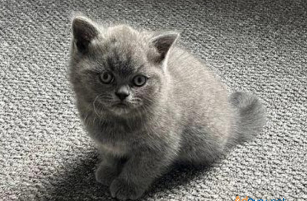 gorgeous-british-shorthair-kittens-for-adoption-big-1