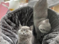 gorgeous-british-shorthair-kittens-for-adoption-small-0