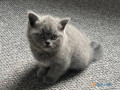 gorgeous-british-shorthair-kittens-for-adoption-small-1