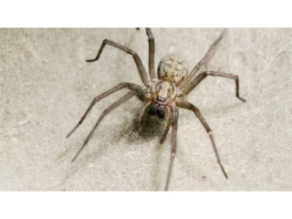 Effective Backyard Spider Control in Michigan