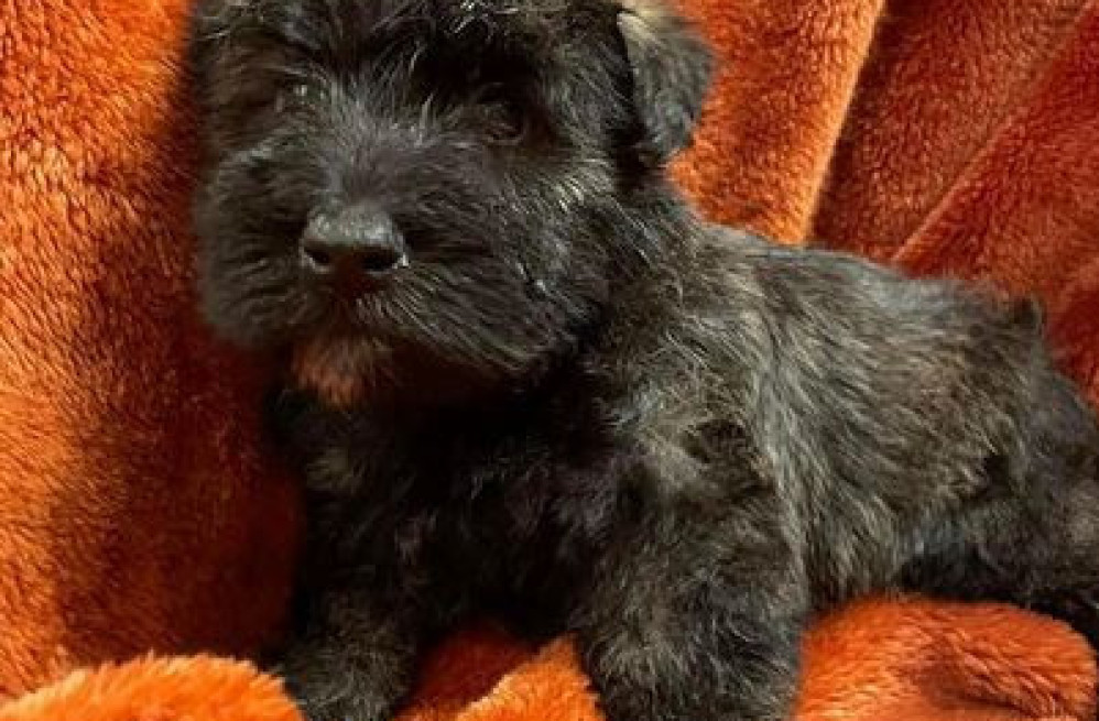 scottish-terrier-puppies-for-sale-big-0