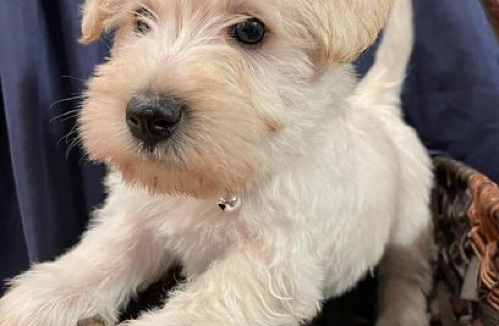 scottish-terrier-puppies-for-sale-big-1