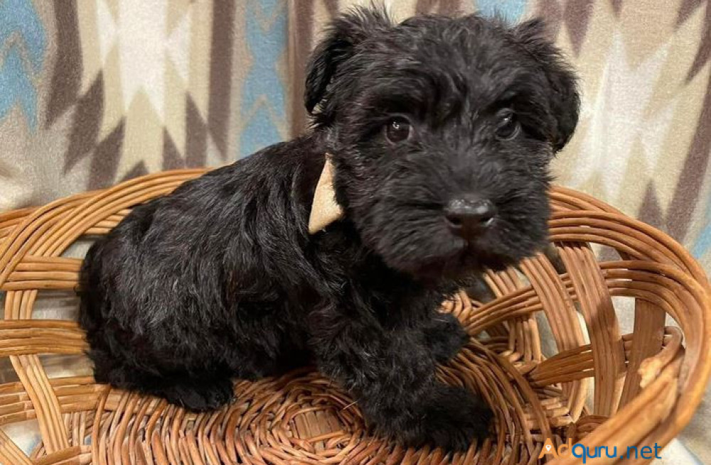 scottish-terrier-puppies-for-sale-big-2