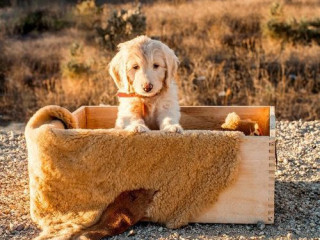 Best Goldendoodle Breeder San Diego