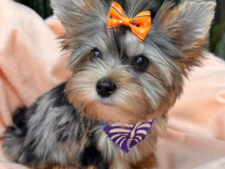 Sweet and Beautiful males Yorkies puppies available