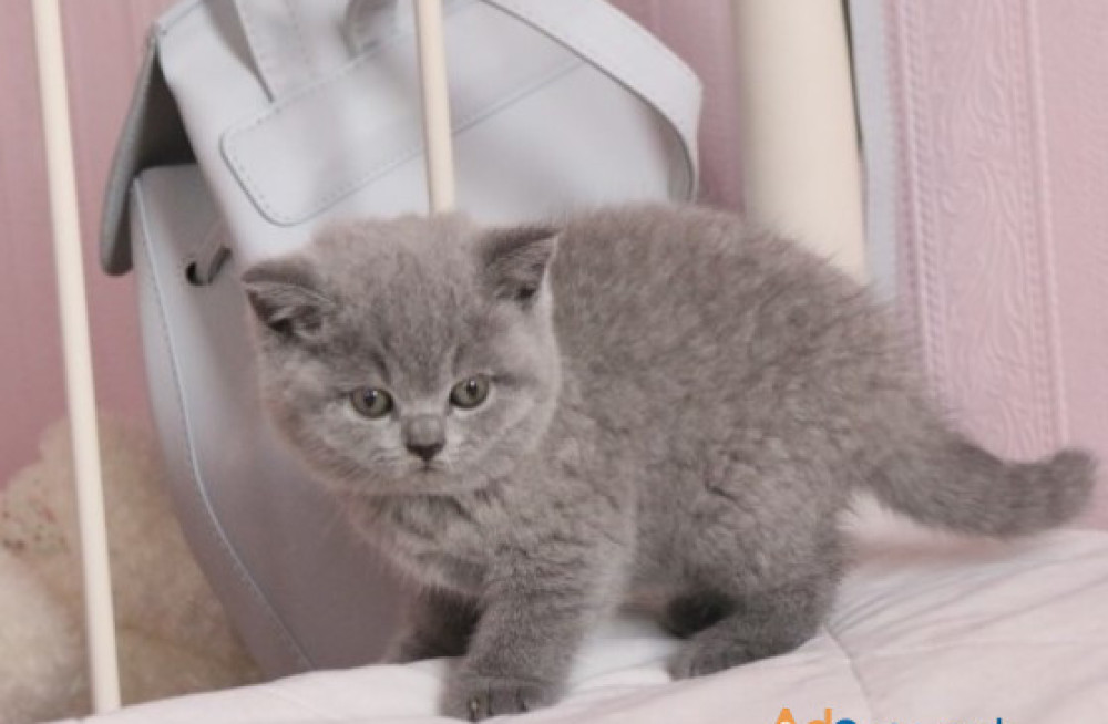 british-shorthair-abby-big-0