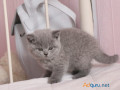 british-shorthair-abby-small-0