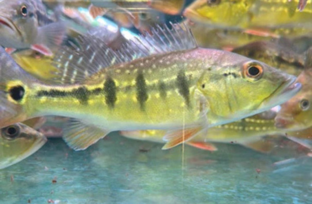 monoculus-peacock-bass-for-sale-big-0