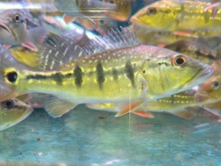 Monoculus Peacock Bass For Sale