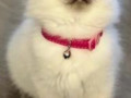 buy-perfect-ragdoll-kitten-drake-small-0