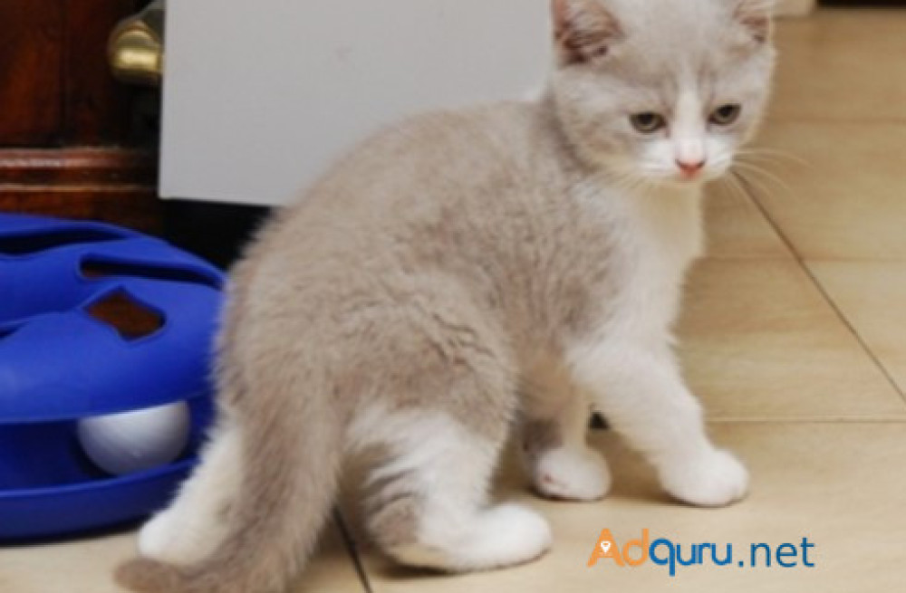 cute-british-shorthair-lucy-big-0