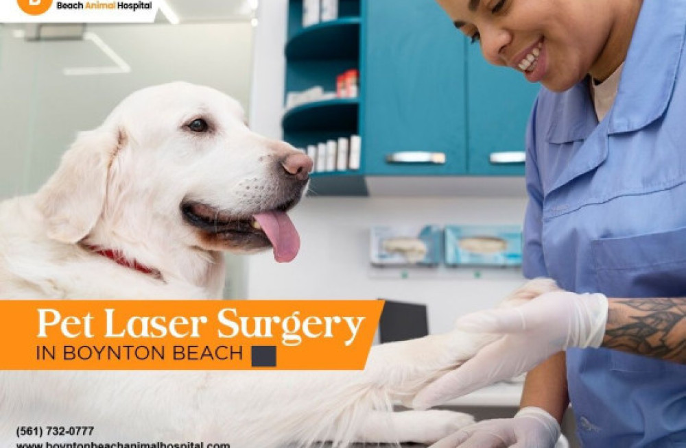 pet-laser-therapy-in-boynton-beach-big-0