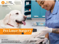 pet-laser-therapy-in-boynton-beach-small-0