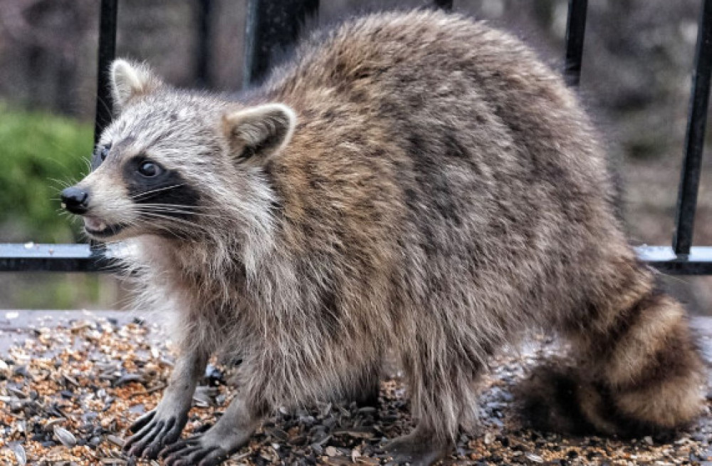 effective-raccoon-removal-ann-arbor-solutions-big-0