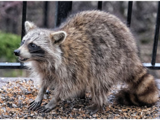 Effective Raccoon Removal Ann Arbor Solutions