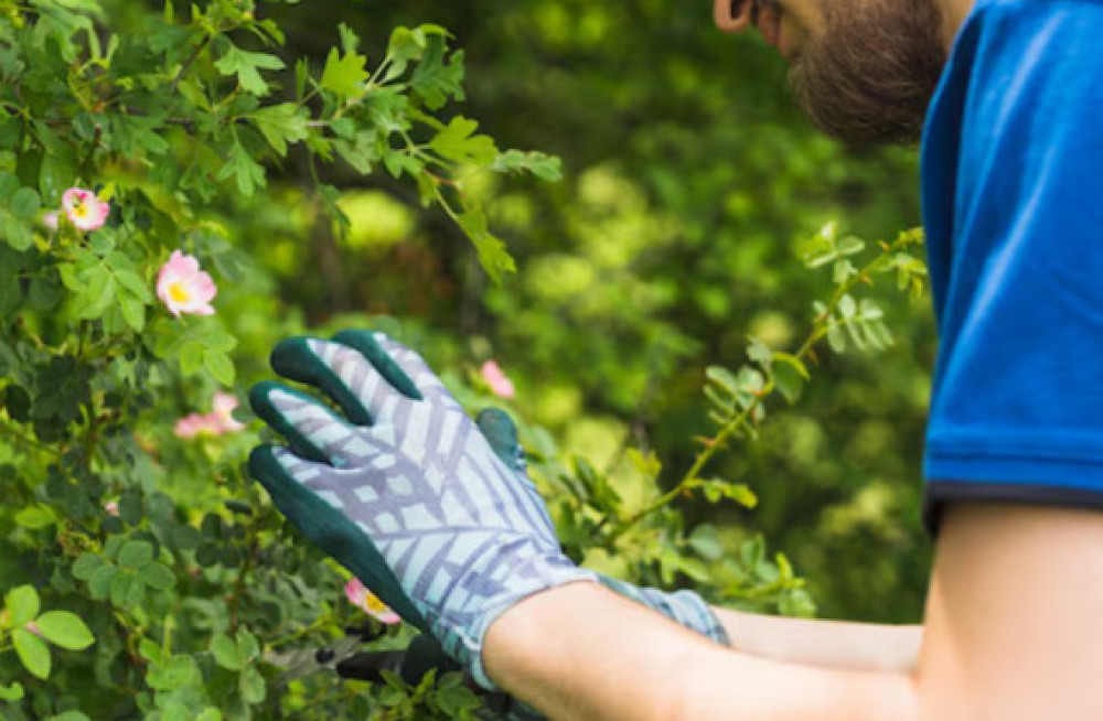 tree-and-shrub-care-services-big-0