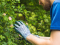 tree-and-shrub-care-services-small-0