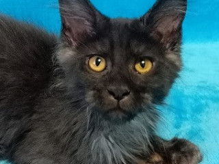 Maine Coon Adoption