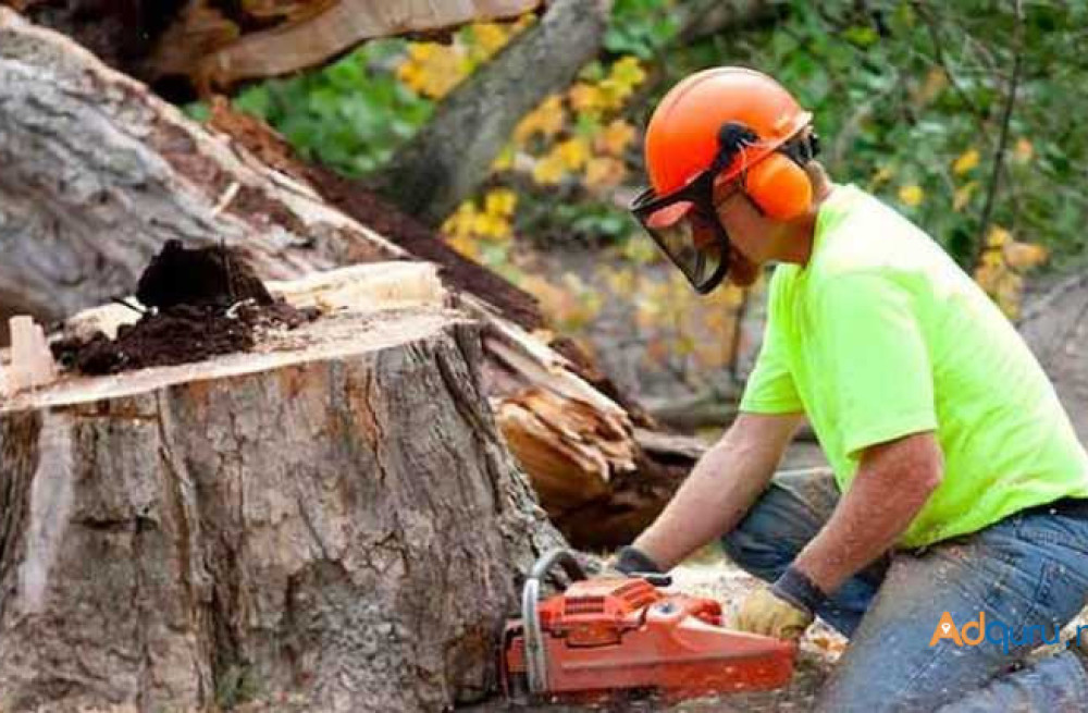 hire-expert-tree-cutting-service-in-usa-for-tree-solutions-big-0