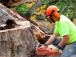 Hire Expert Tree Cutting Service in USA For Tree Solutions