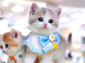 munchkin-cat-for-sale-small-0