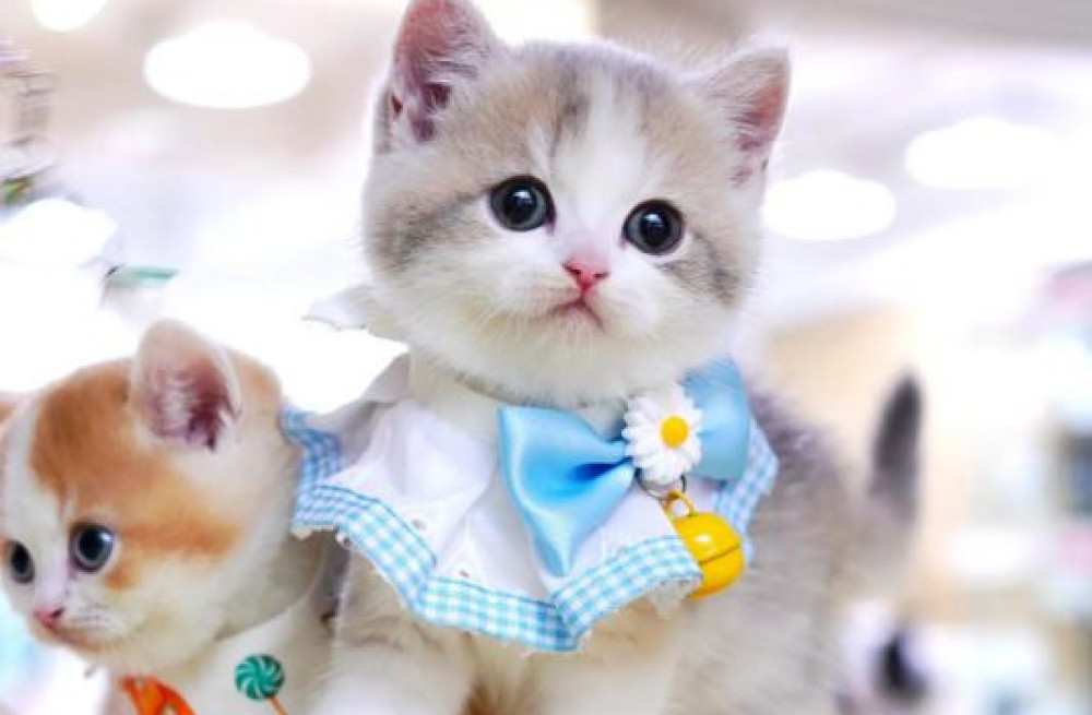 munchkin-cat-for-sale-big-1