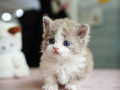 munchkin-cat-for-sale-small-0