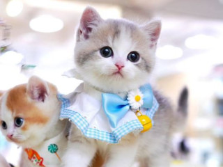 Munchkin cat for sale'`