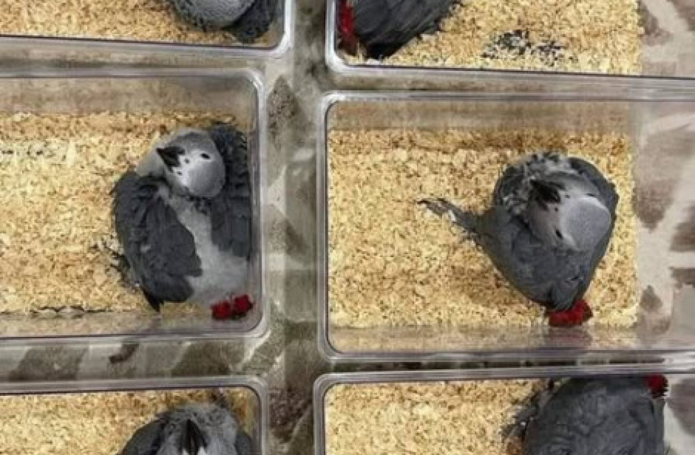 parrots-for-sale-african-greys-cockatoos-macaws-amazons-big-4