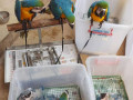 parrots-for-sale-african-greys-cockatoos-macaws-amazons-small-1